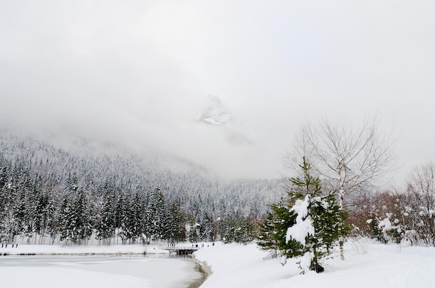 Vue panoramique du paysage d'hiver froid avec des arbres couverts de neige dans les Alpes, en Slovénie. Beauté de la nature