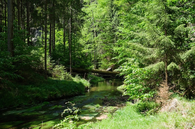 Vue panoramique du ruisseau au milieu des arbres de la forêt
