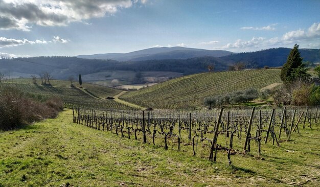 Vue panoramique du vignoble contre le ciel en Toscane