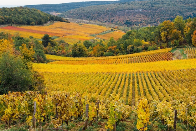 Photo vue panoramique du vignoble vue panoramide des vignobles à l'automne paysage du vignoble en bourgogne