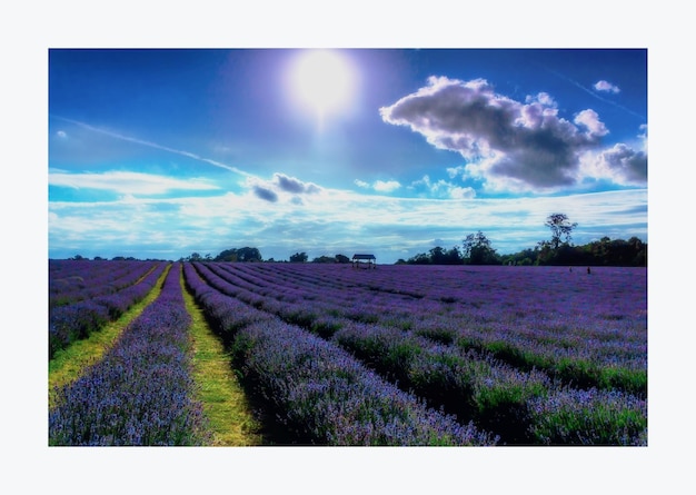 Vue panoramique de la ferme de lavande contre un ciel bleu nuageux par une journée ensoleillée