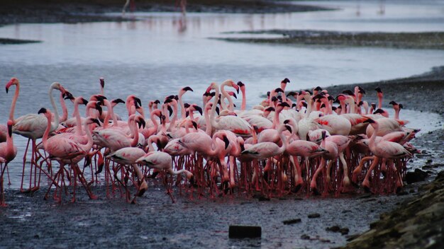 Vue panoramique des flamants roses au bord d'une rivière