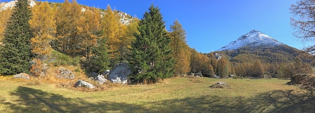 Vue panoramique sur forêt alpine avec sapins et mélèzes en montagne sous ciel bleu