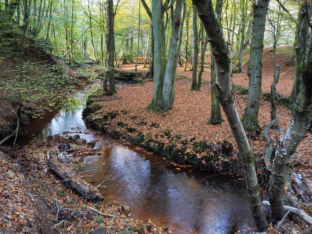 Vue panoramique sur la forêt d'Ashdown dans le Sussex