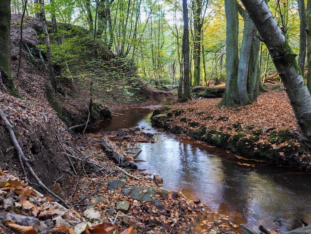 Vue panoramique sur la forêt d'Ashdown dans le Sussex