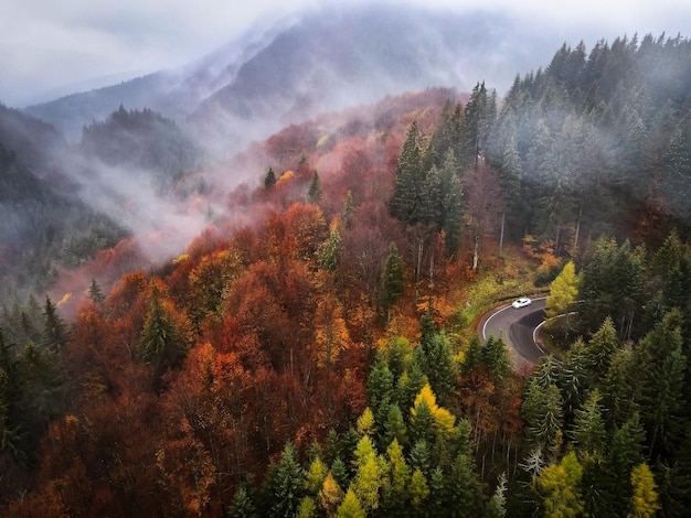 Vue panoramique de la forêt à l'automne
