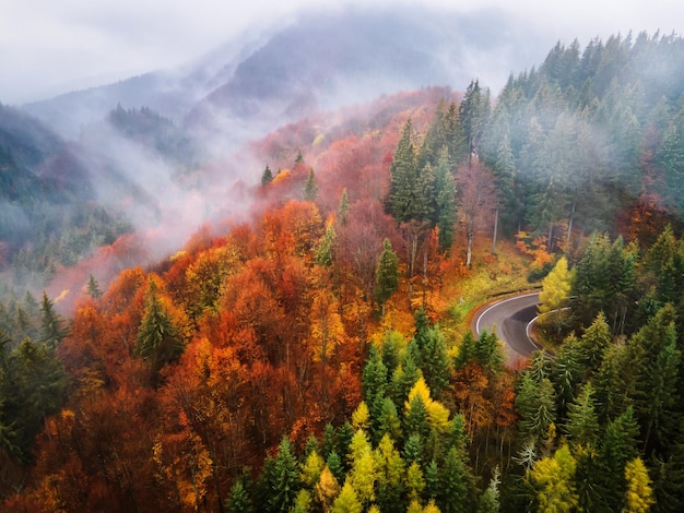 Vue panoramique de la forêt contre le ciel en automne