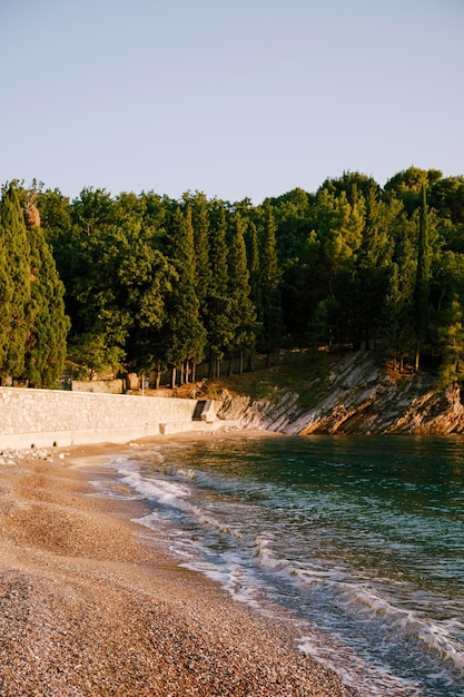 Photo vue panoramique de la forêt contre un ciel dégagé