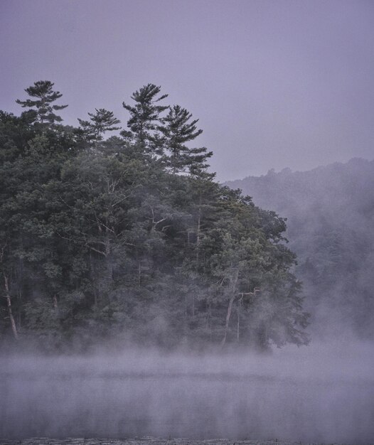 Photo vue panoramique sur la forêt contre le ciel