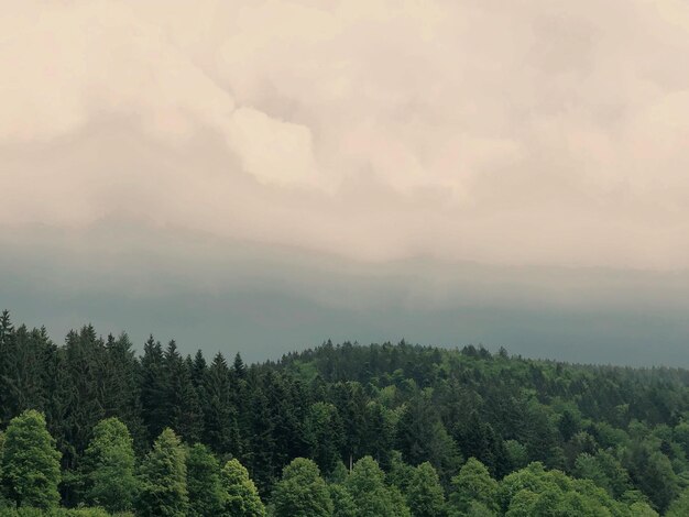 Vue panoramique de la forêt contre le ciel