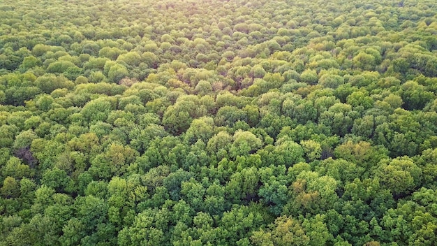 Vue panoramique sur la forêt de feuillus au coucher du soleil.