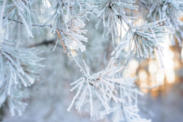 Photo vue panoramique sur la forêt hivernale de pins et d'épinettes dans la neige sur les branches. paysage. les rayons du soleil au coucher du soleil illuminent la neige