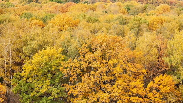 Vue panoramique de la forêt jaune le jour de l'automne