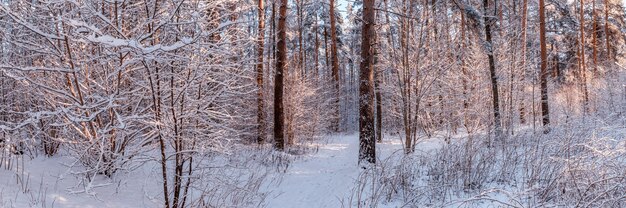 Vue panoramique sur la forêt de pins d'hiver avec un arbre en gelée. L'atmosphère mystérieuse des chutes de neige