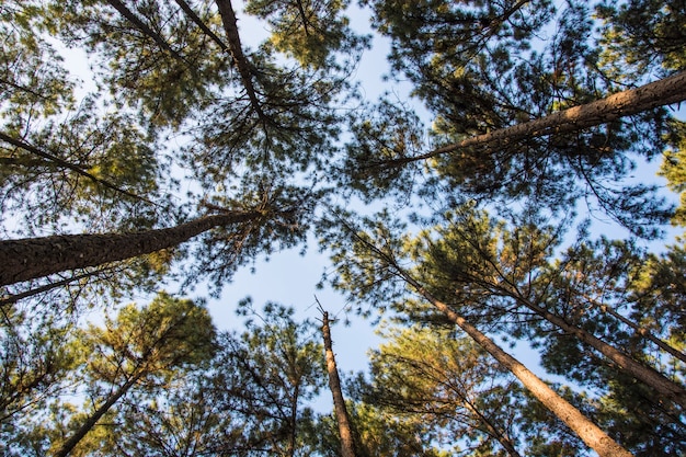Vue panoramique de la forêt de pins de très grand et grand arbre dans la forêt.