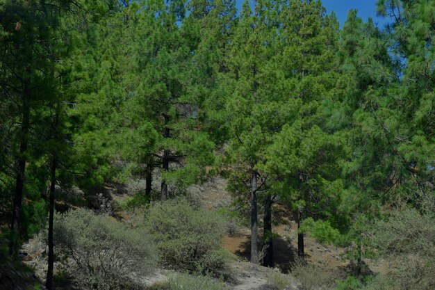 Vue panoramique de la forêt