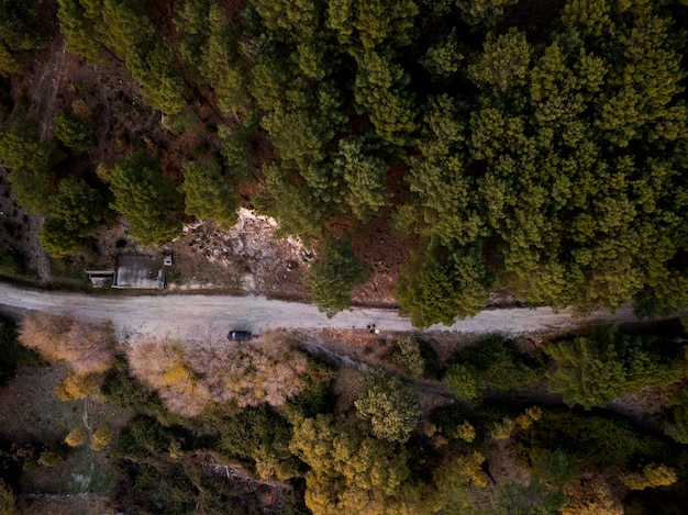 Vue panoramique de la forêt