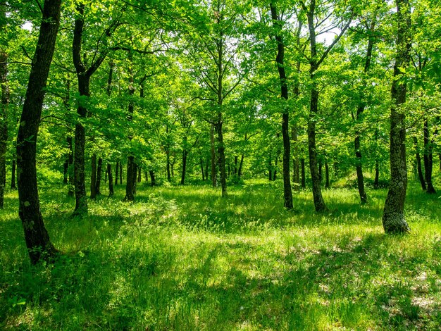 Photo vue panoramique de la forêt