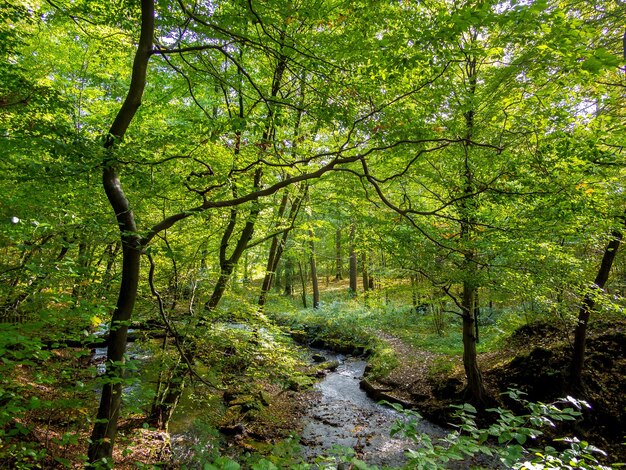 Photo vue panoramique de la forêt