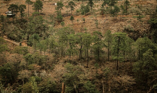 Vue panoramique de la forêt