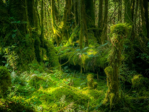 Vue panoramique de la forêt
