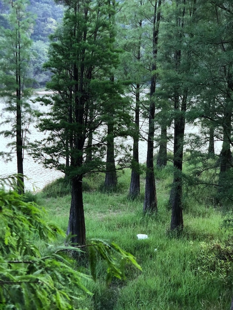 Vue panoramique de la forêt