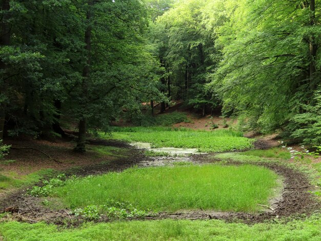 Photo vue panoramique de la forêt