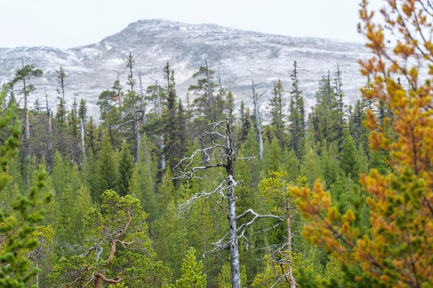 Vue panoramique de la forêt.