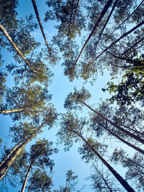 Vue panoramique sur les grands arbres de la forêt.