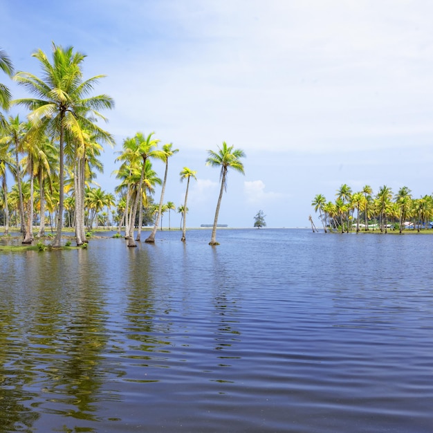 Vue panoramique sur l'île tropicale avec cocotiers et belle journée