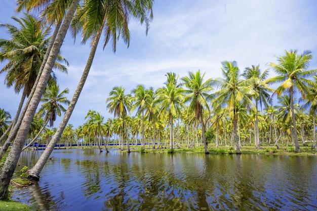 Vue panoramique sur l'île tropicale avec cocotiers et belle journée