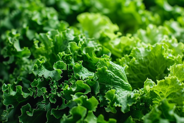 Vue panoramique des ingrédients des salades verdoyantes