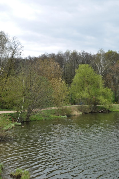 Vue panoramique sur le lac. Vue sur le lac et les canards sur l'eau. Parc de ville. Été.