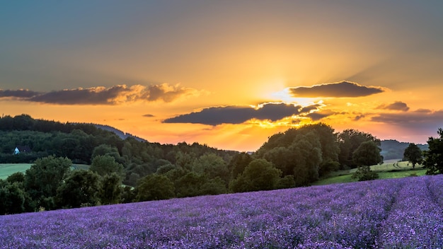 Vue panoramique de la lavande poussant sur le champ contre le ciel au coucher du soleil