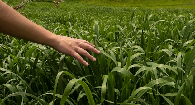 Vue panoramique de la main sur le plant de maïs en marchant dans le champ