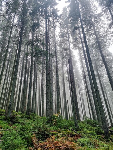 Vue panoramique sur la majestueuse forêt à feuilles persistantes dans un brouillard matinal Puissantes silhouettes de pins