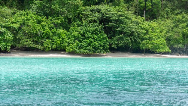 Vue panoramique de la mer contre les arbres dans la forêt