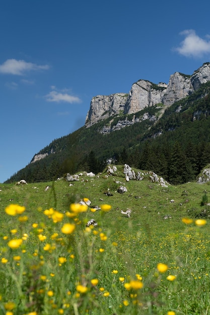 Vue panoramique de la mer et des fleurs jaunes contre le ciel