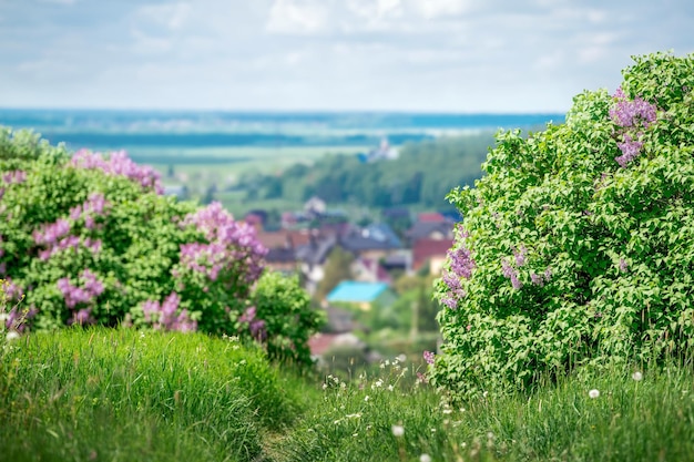 Vue panoramique de la montagne aux lilas en fleurs du petit village rural au milieu des champs et des forêts au coucher du soleil en été