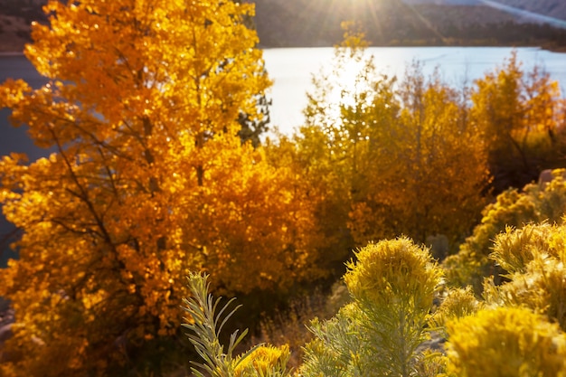 Vue panoramique sur la montagne de la Sierra Nevada. paysage de feuillage d'automne. Californie, États-Unis.