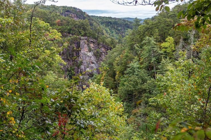 Photo vue panoramique des montagnes d'arbres contre le ciel
