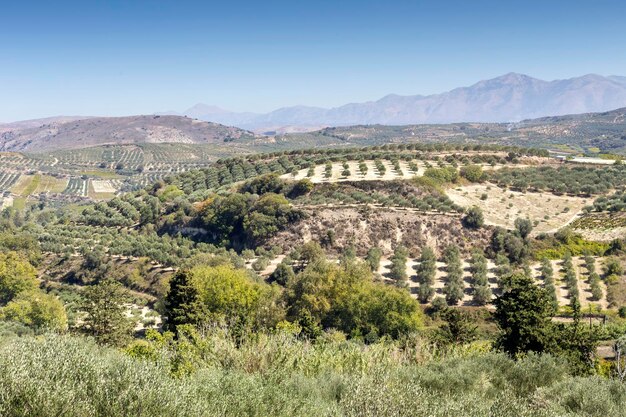 La vue panoramique sur les montagnes les oliveraies à la campagne