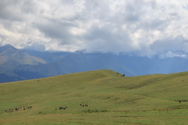 Vue panoramique sur les montagnes et les vallées dans le parc national Dombay, Caucase, Russie, Europe. Ciel bleu dramatique et paysage d'été ensoleillé
