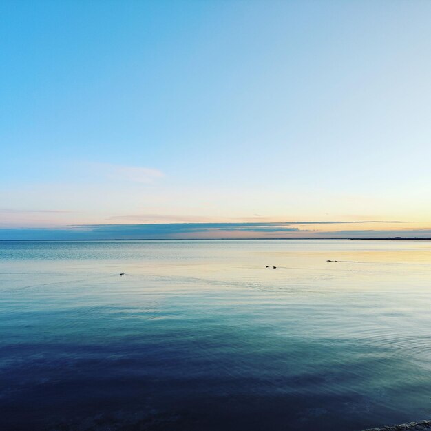 Vue panoramique d'oiseaux nageant dans un lac tranquille au coucher du soleil