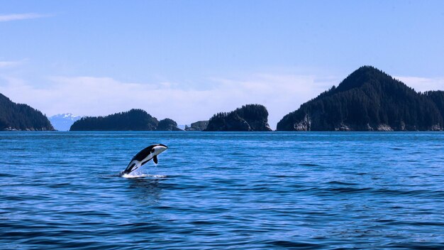 Vue panoramique d'une orque au-dessus de l'eau avec de belles montagnes en arrière-plan