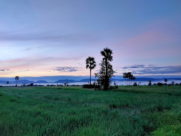 Vue panoramique des palmiers sur le champ contre le ciel au coucher du soleil