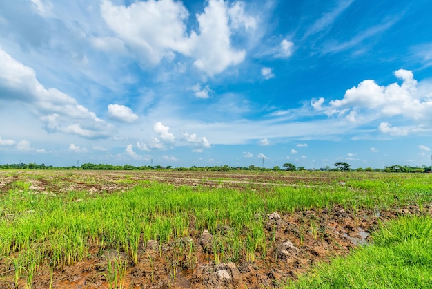 Vue panoramique paysage de champ de riz herbe verte avec champ de maïs ou en Asie pays agriculture récolte avec nuages moelleux ciel bleu lumière du jour fond