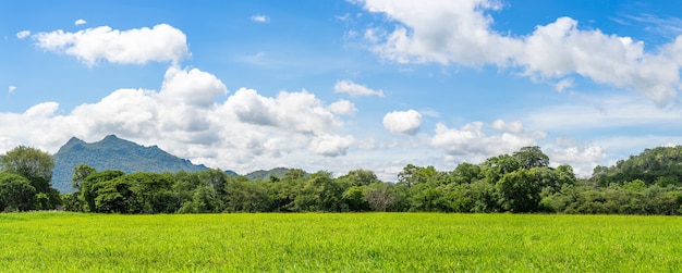 Vue panoramique sur le paysage du ciel bleu de l'agent de terrain d'herbe verte dans la campagne de Thaïlande