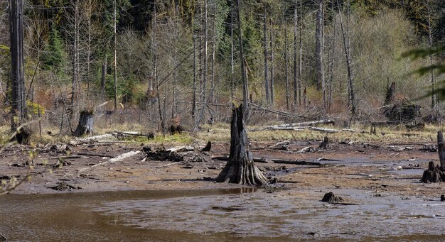 Vue panoramique sur le paysage naturel canadien, les arbres verts, les montagnes et l'eau