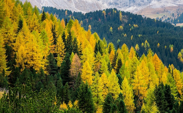 Vue panoramique des pins dans la forêt à l'automne